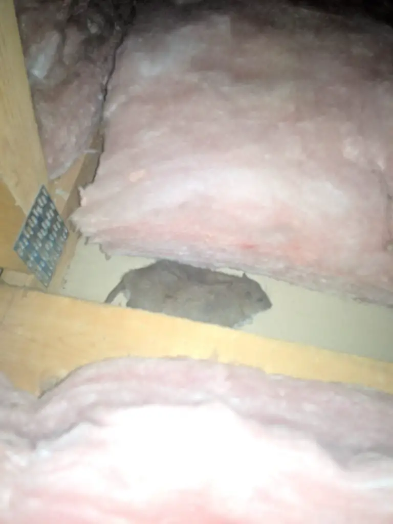 rat in my attic