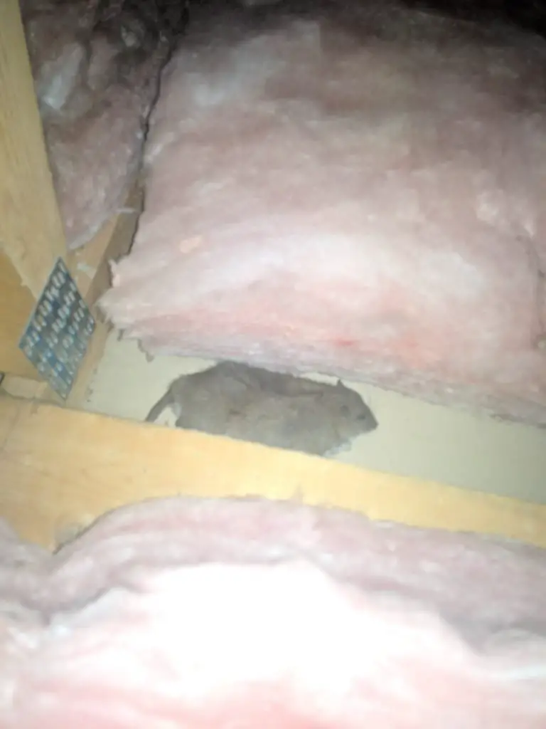 9 Unmissable Signs You Have Rats In The Attic - DIY Rodent Control