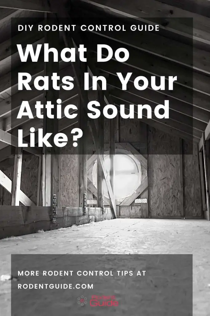 What Do Rats In Your Attic Sound Like