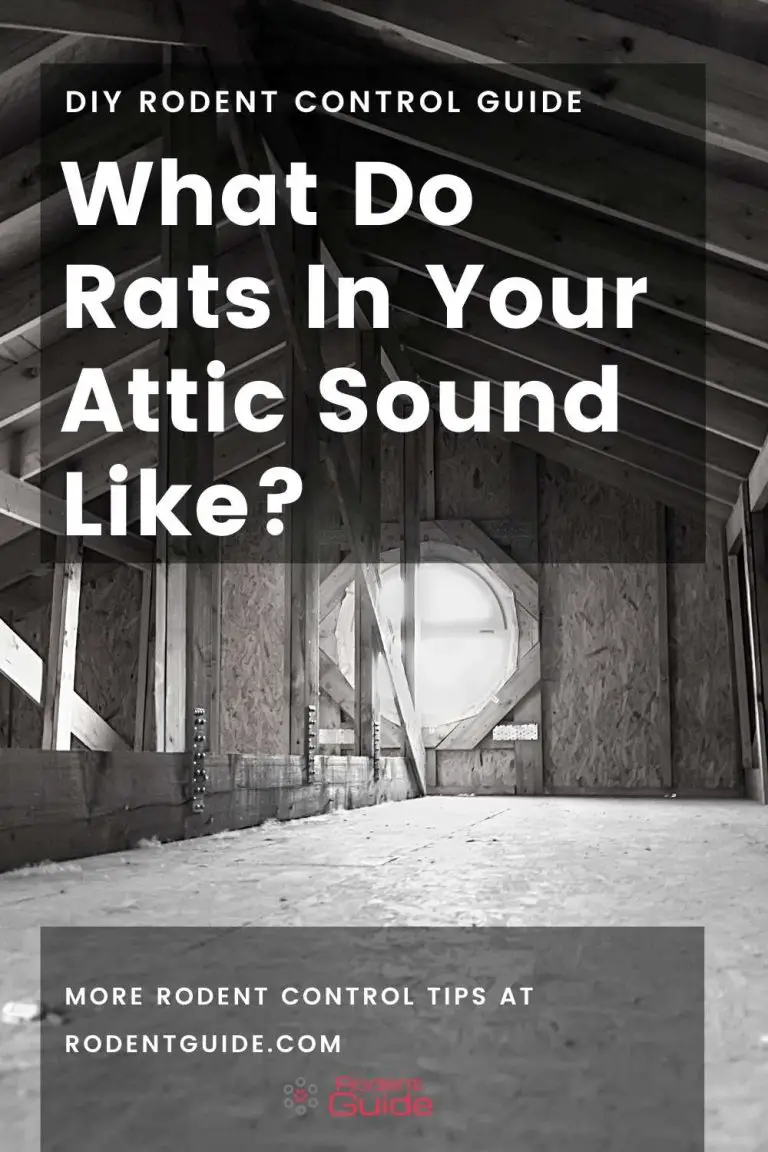 What Do Rats In Your Attic Sound Like? Your Complete Guide DIY Rodent