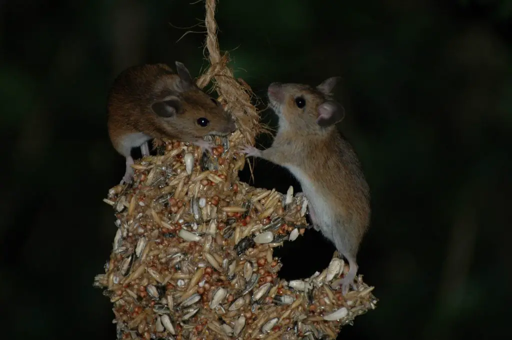 Items That Mice Can And Cannot Chew through DIY Rodent Control