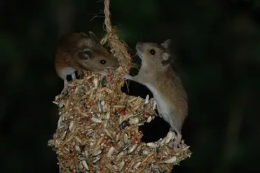 Items That Mice Can And Cannot Chew Through Diy Rodent Control