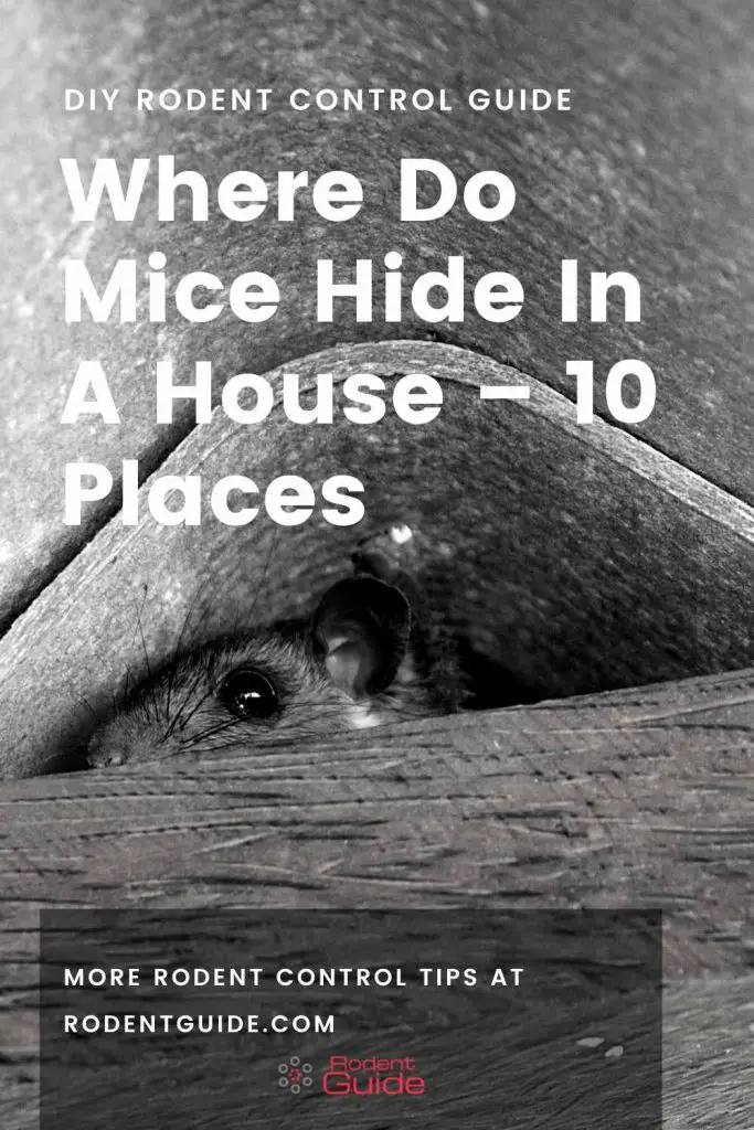 Where Do Mice Hide In A House 10 Places DIY Rodent Control