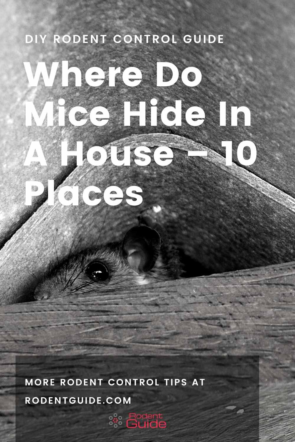 Where Do Mice Hide In A House