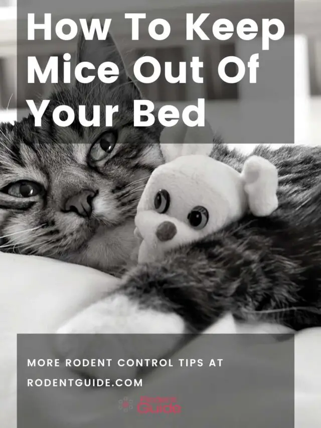 How To Keep Mice Away From Your Bed Tonight – 7 Methods