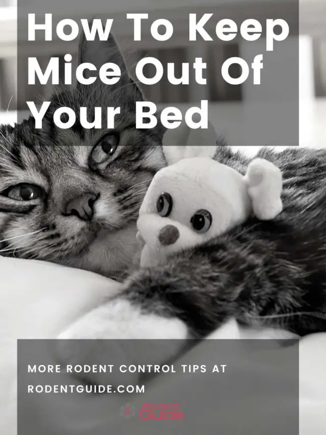 cropped-How-To-Keep-Mice-Out-Of-Your-Bed-2.jpg