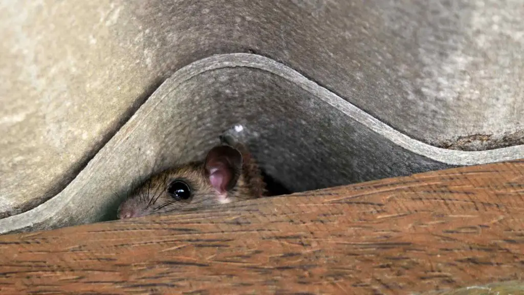 Where Do Mice Hide In A House - 10 Places - DIY Rodent Control