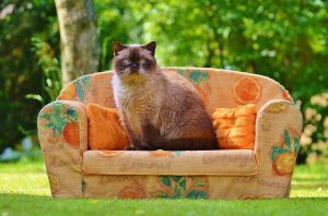 Cat sitting on sofa, protecting it from Mice