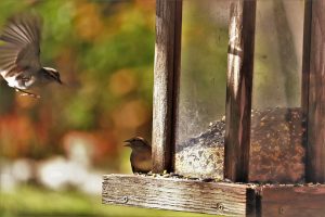 How To Deter Rats From your Yard remove bird feeder