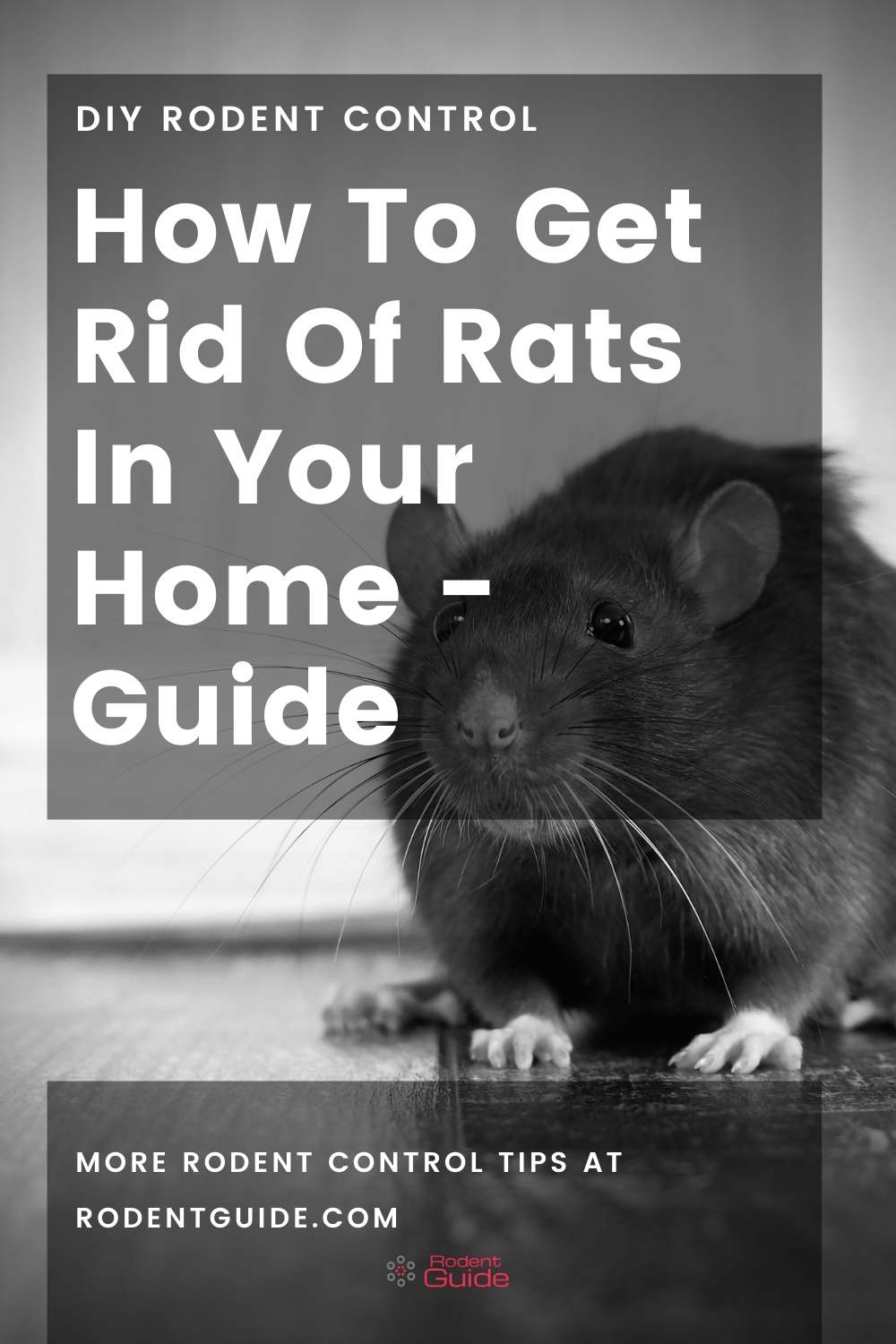 How To Get Rid Of A Rat In Your House DIY Rodent Control