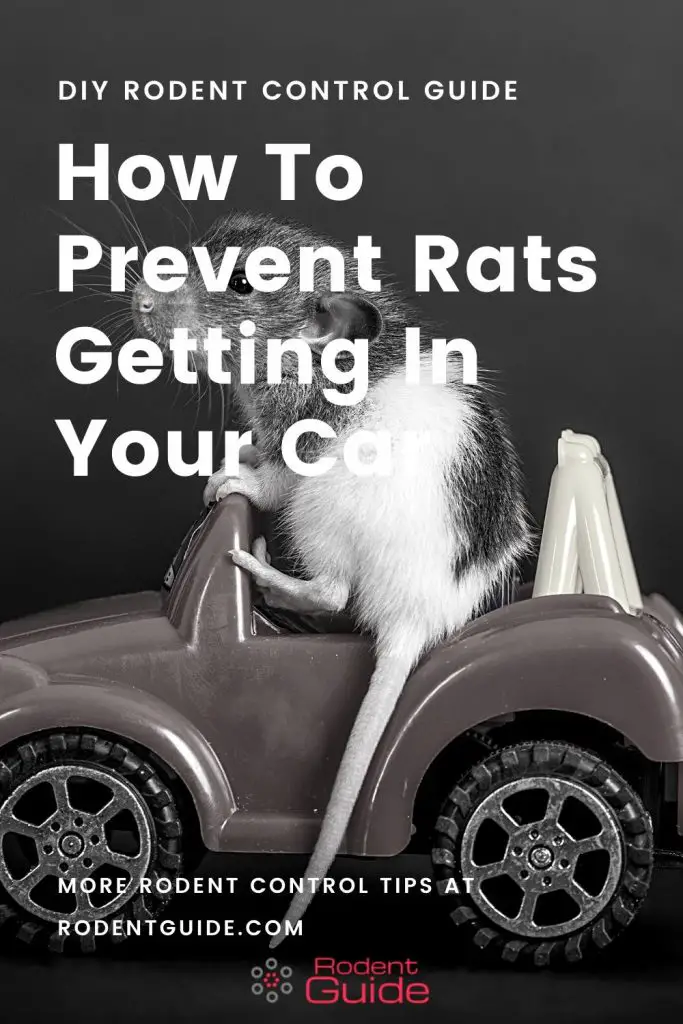 How To Prevent Rats Getting In Your Car