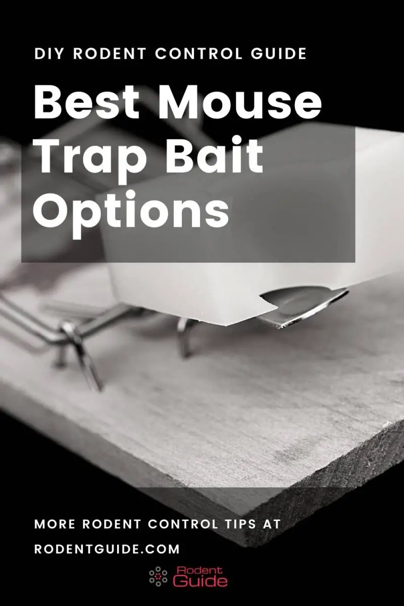 Best Mouse Bait Options 10 Most Successful DIY Rodent Control