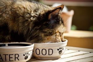 Cat eating food from dish