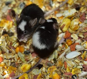 2 mice eating seeds