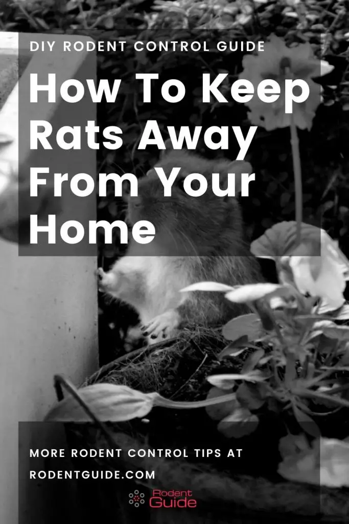 how to keep rats away from your home