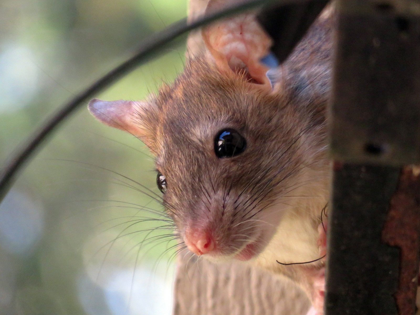 How To Seal Off Rat Entry Points - Point Click Care How To Seal Off Rat Entry Points