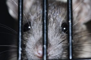 Rat inside a trap