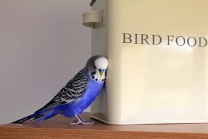 Bird next to bird food container