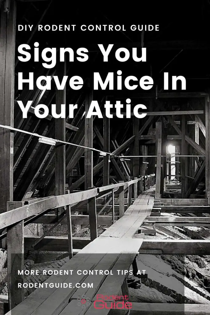 Signs You Have Mice In Your Attic