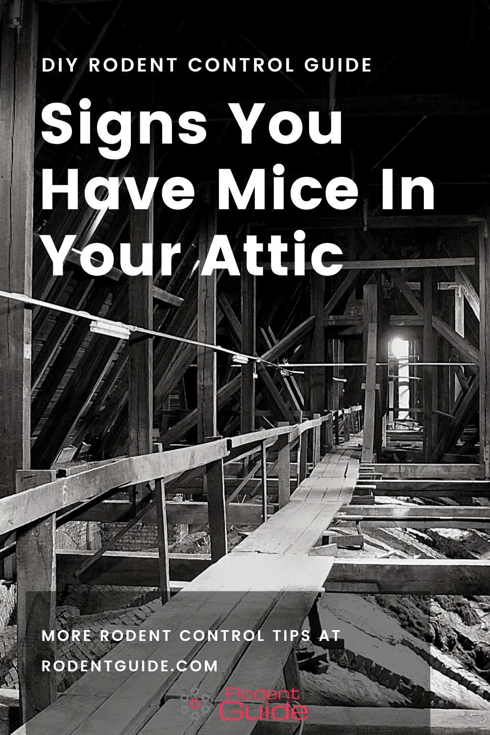 Signs You Have Mice In Your Attic