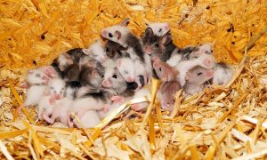Family of mice