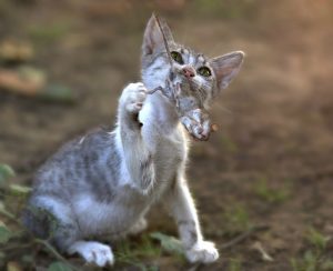 Cat eating Mouse