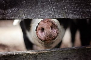 pig snout, sniffing through gate