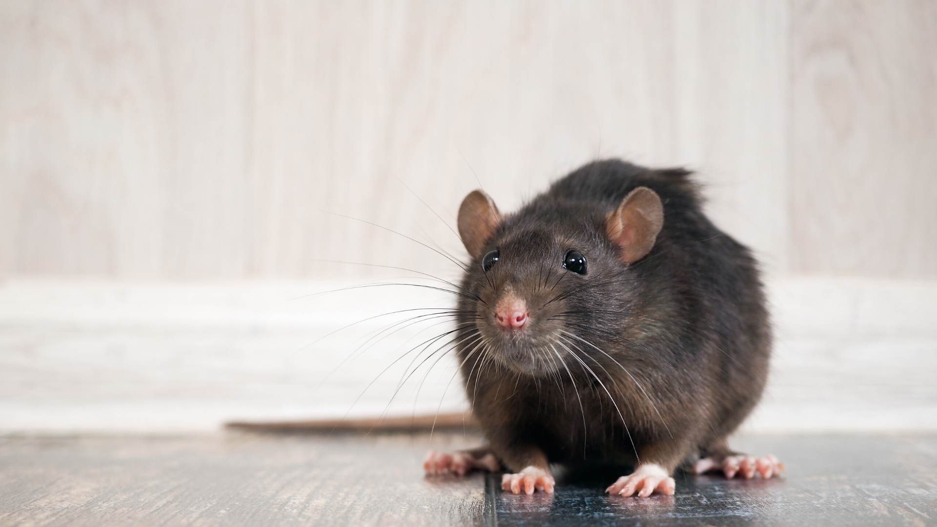 What Attracts Rats To Your House