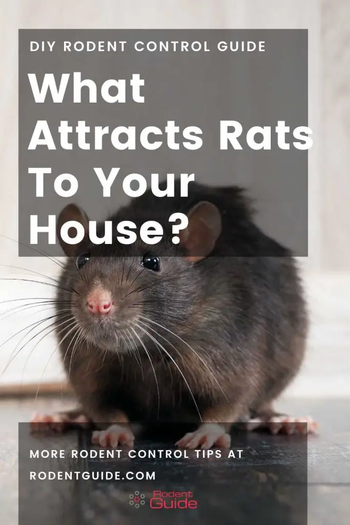 What Attracts Rats To Your House
