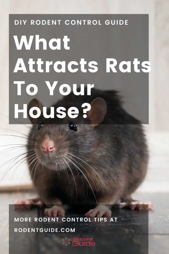 Need To Know What Attracts Rats To Your House? DIY Rodent Control