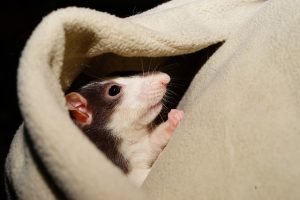 Rat in comfortable pocket