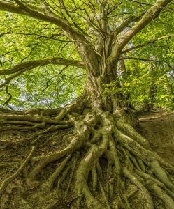 Large tree, big roots, offering cover