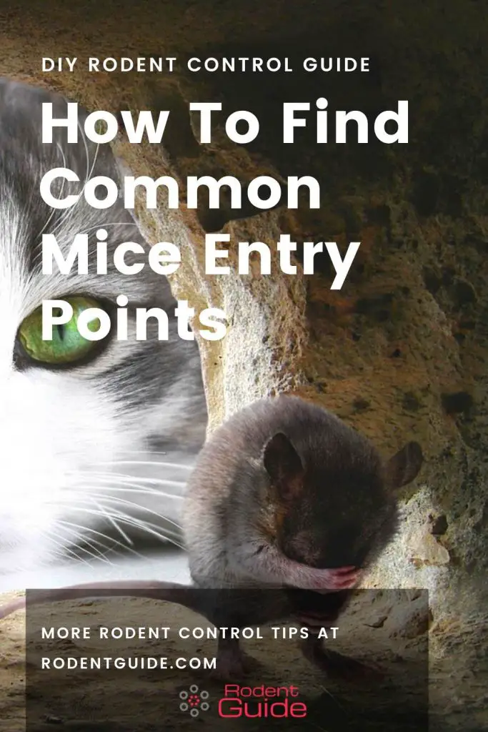 How To Find Common Mice Entry Points