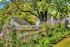 yard, green plants, place to put mouse trap