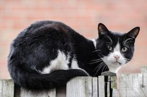 Focused cat, looking for mice