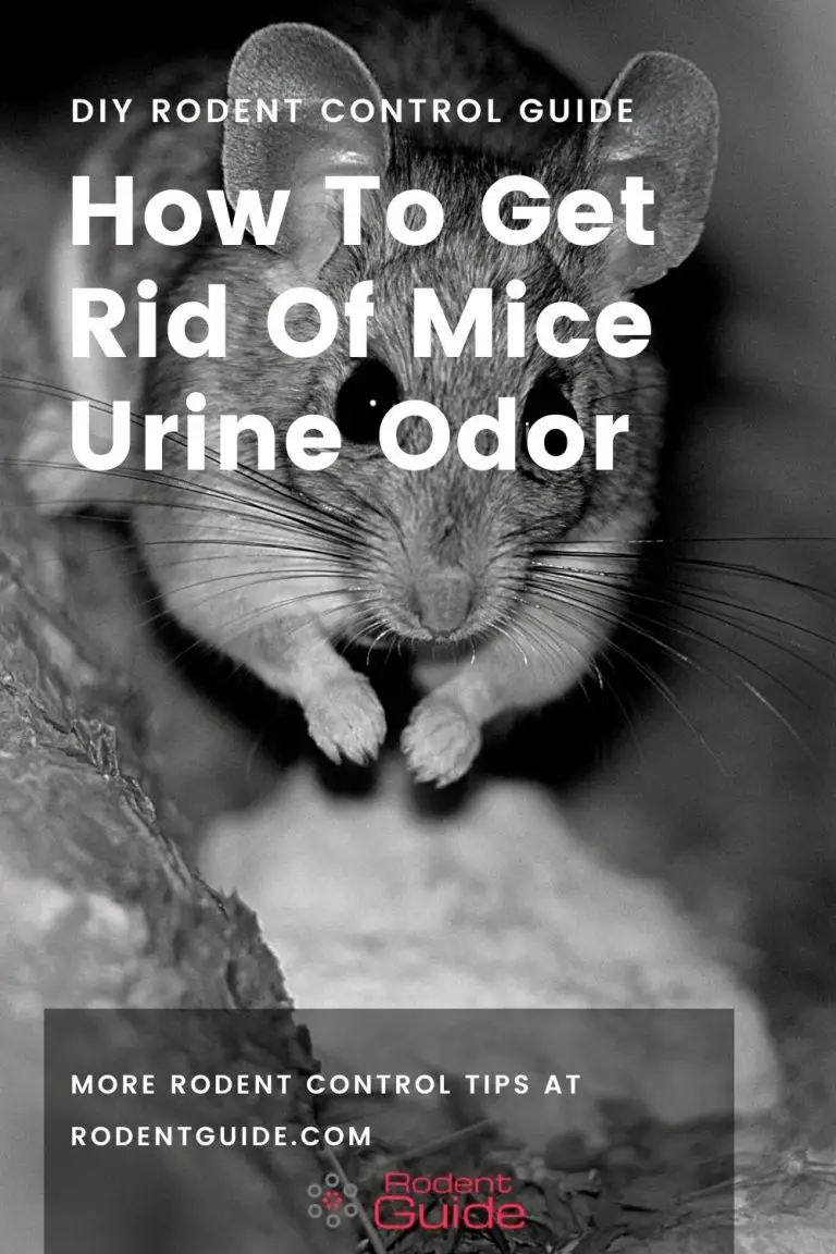 How To Get Rid Of Mice Urine Odor Today DIY Rodent Control