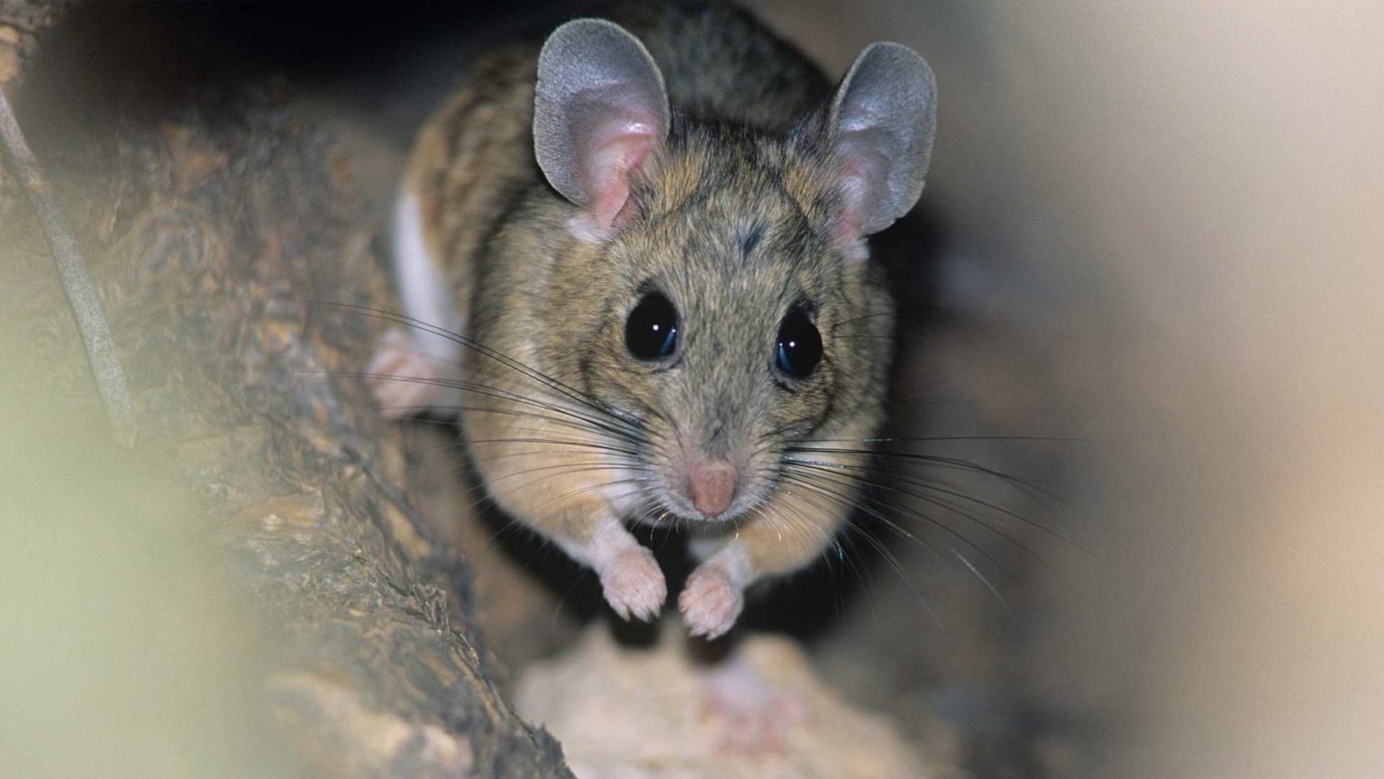 How To Get Rid Of Mice Urine Odor Today - DIY Rodent Control