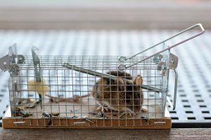 Mouse humane trap