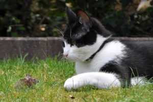 cat patiently waiting to catch Mouse