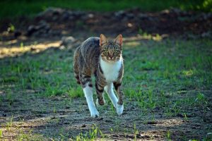 cat running to catch mice