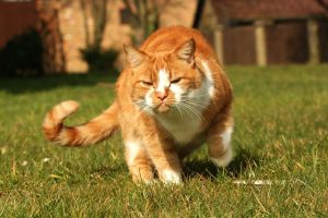 Cat marking territory to keep mice away