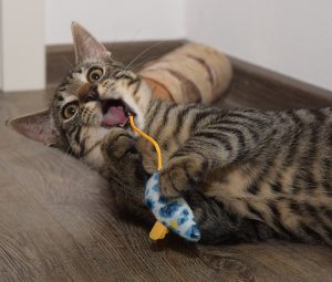 Cat playing with Mouse