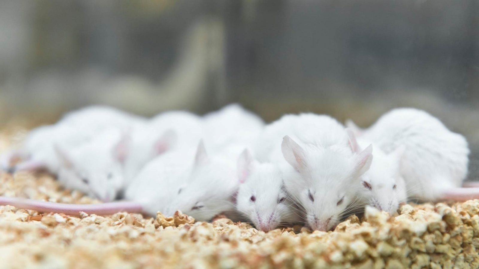 7 Ways To Confirm That All The Mice Are Gone DIY Rodent Control