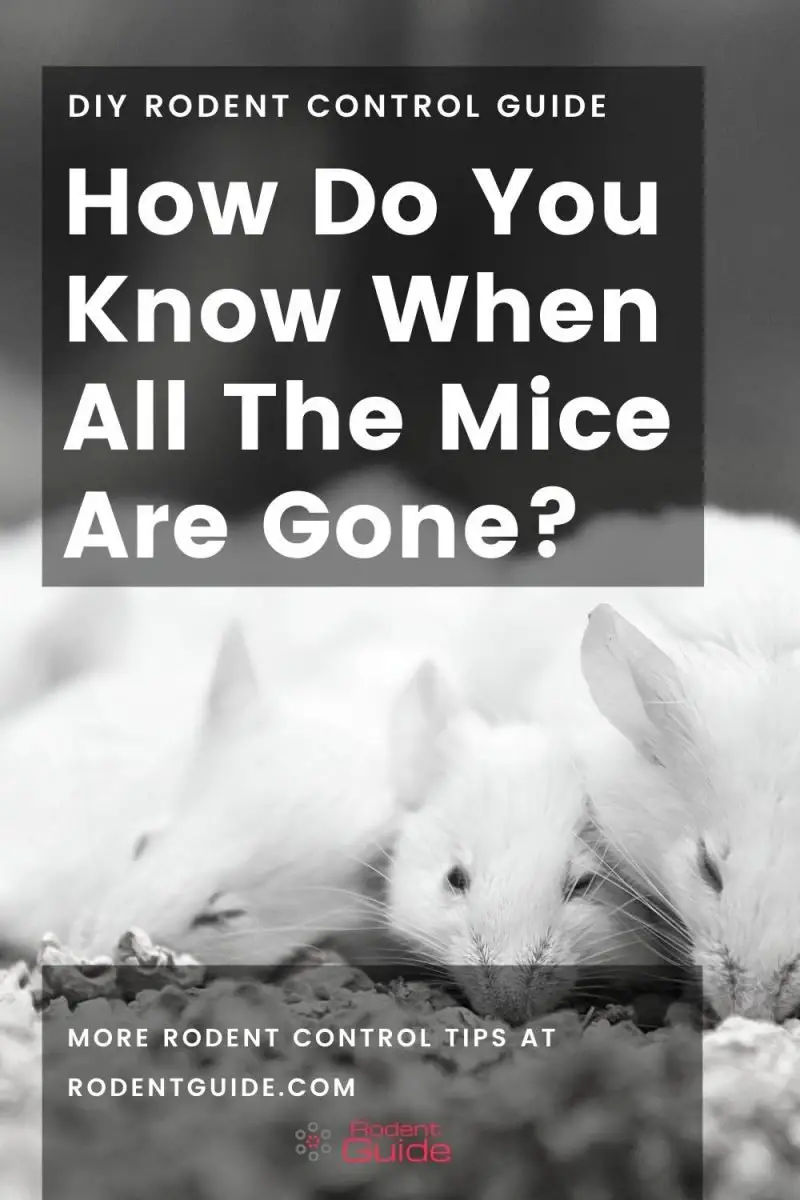 7 Ways To Confirm That All The Mice Are Gone DIY Rodent Control