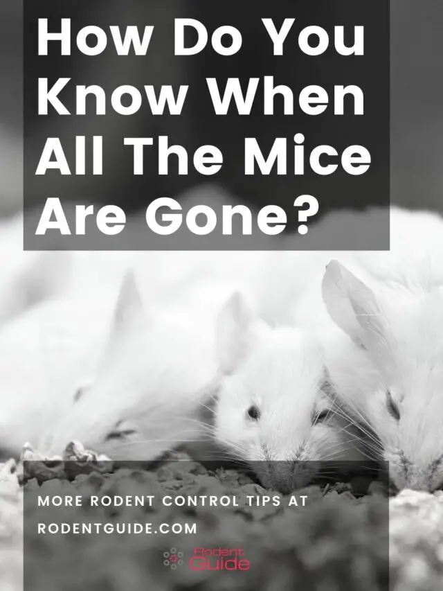 7 Ways To Confirm That All The Mice Are Gone From Your Home