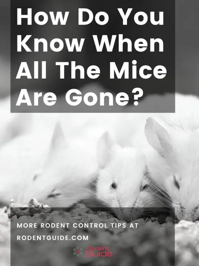 cropped-How-Do-You-Know-When-All-The-Mice-Are-Gone.jpg