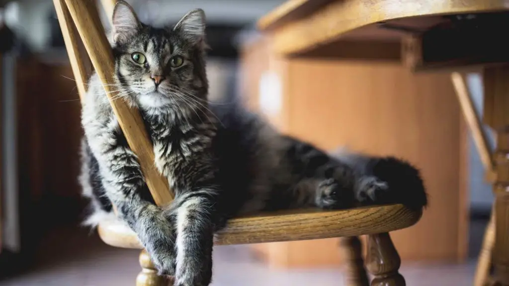 grey cat on wooden chair relaxing cat safe mouse traps