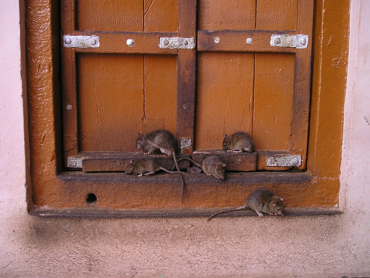 Signs That a Residence May Be Infested by Rodents