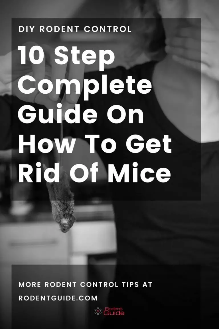 Get Rid Of Mice Now 10 Step Guide For DIY Mouse Control DIY Rodent