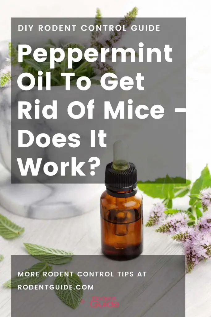 peppermint oil for mice